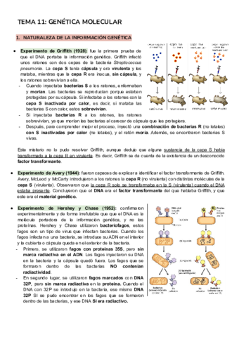 TEMA-11-GENETICA-MOLECULAR.pdf