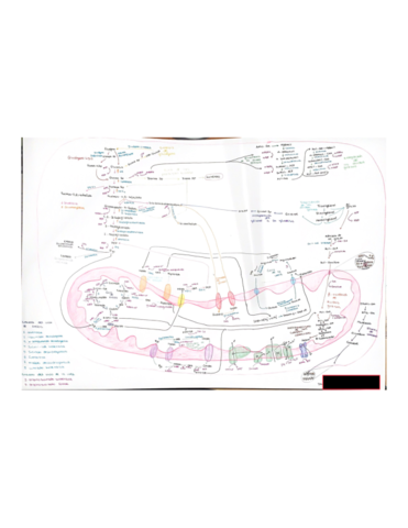 mapa-metabolico.pdf