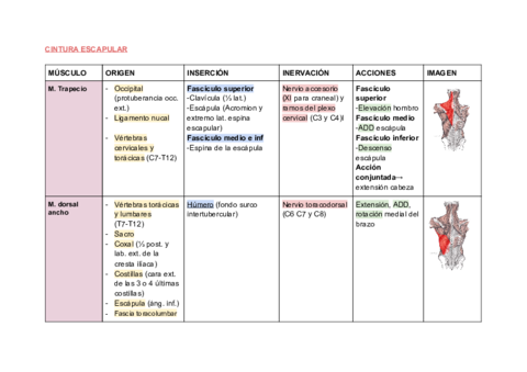 QUADRE-MUSCULS-pdf.pdf