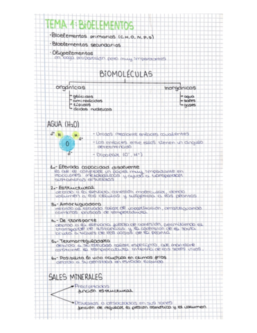 BIOMOLECULAS (BIO).pdf