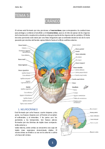 T-5-CRANEO.pdf