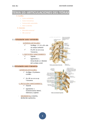 T-10-ARTICULACIONES-DEL-TORAX.pdf