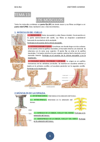 T-13-MUSCULOS.pdf