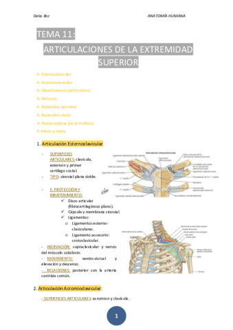T-11-ARTICULACION-EXTEMIDAD-SUPERIOR-D.pdf