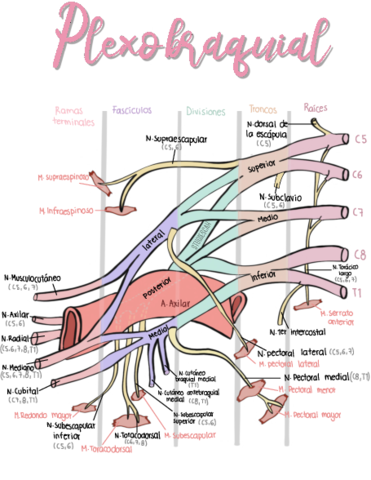Plexo-Braquial.pdf