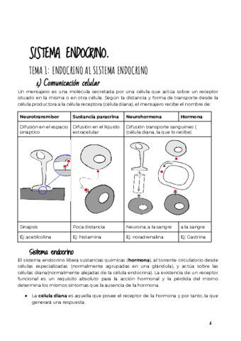5-SISTEMA-ENDOCRINO.pdf