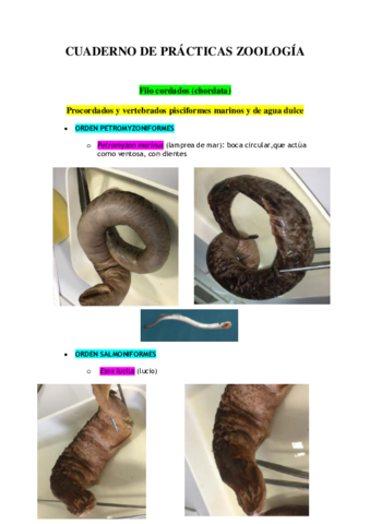 CUADERNO-DE-PRACTICAS-ZOOLOGIA-menos-artropodos.pdf