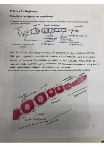 practicas-gametogenesis.pdf