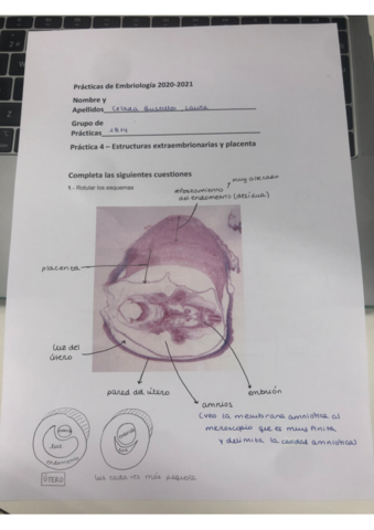 practica-estructuras-extraembrionarias.pdf