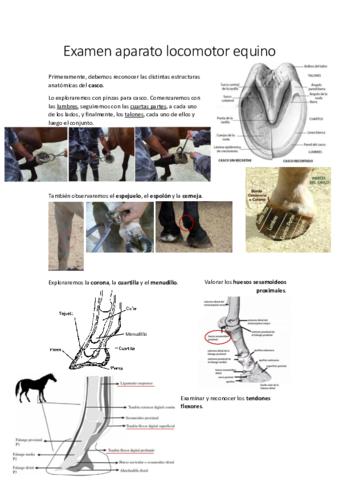 Practica-equinos-2.pdf