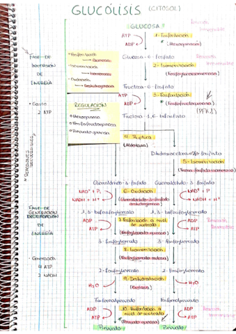 CUADERNO DE RUTAS METABOLICAS.pdf