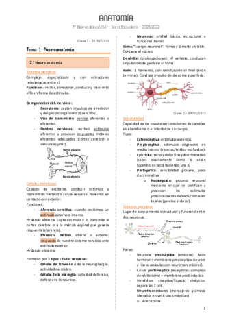 Anatomía apuntes.pdf