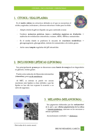 Citosol-inclusiones-y-ribosomas-Tema-7.pdf