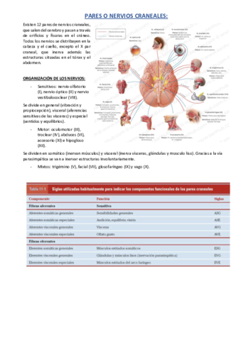 PARES-O-NERVIOS-CRANEALES.pdf