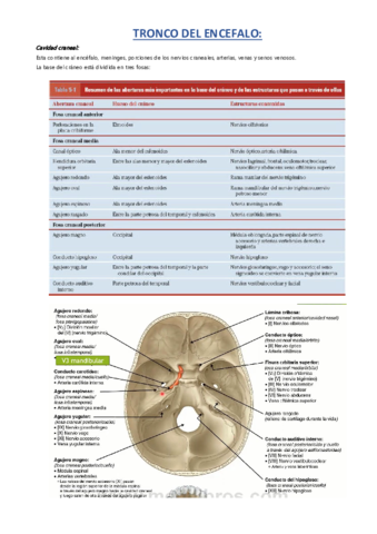 TRONCO-DEL-ENCEFALO.pdf