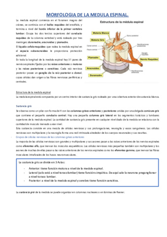 Vias-ascendentes-y-descendentes.pdf