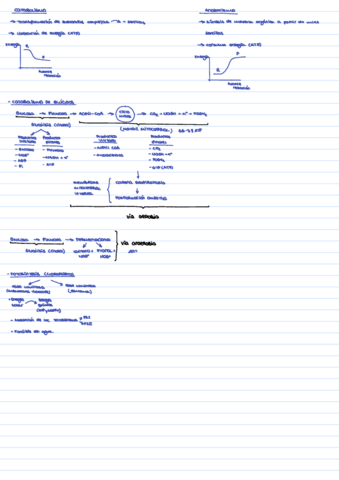 B-Metabolismo-Esquemita.pdf