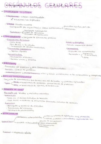 Organulos-.pdf