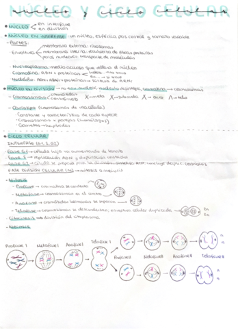 Nucleo-y-ciclo-celular.pdf