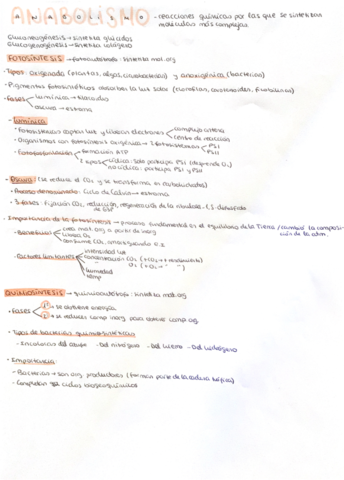 Anabolismo.pdf