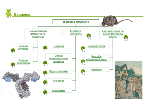 TEMA-2-INMUNOLOGIA.pdf