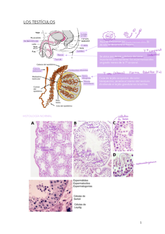 PARCIAL-GENE-T-13-14-15.pdf