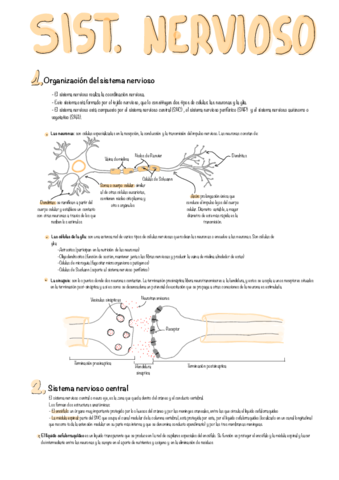 Sistema-Nervioso-Tm7.pdf