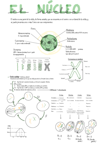 El-Nucleo-Tm4.pdf