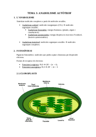 Fotosintesi.pdf