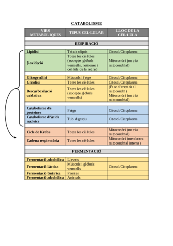 Esquema-metabolisme.pdf