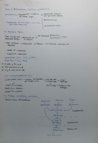 CATABOLISMO-2BACH.pdf