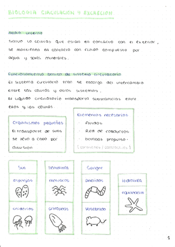 CIRCULACION-Y-EXCRECION-.pdf