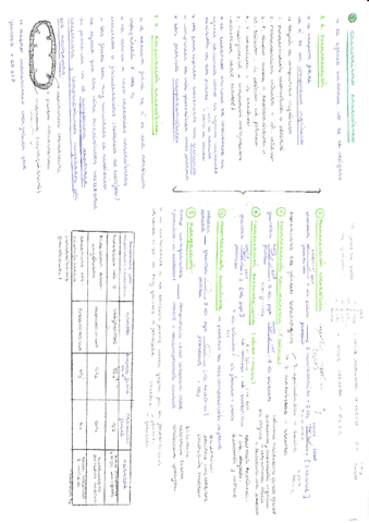 Resumen-catabolismo.pdf