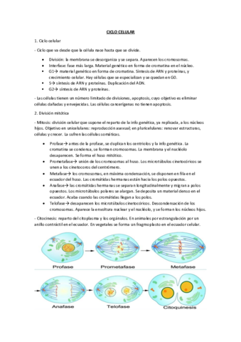 CICLO-CELULAR.pdf