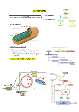 CATABOLISME.pdf