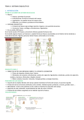 TEMA-3-ANATOMIA.pdf