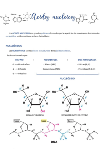 Los-acidos-nucleicos.pdf