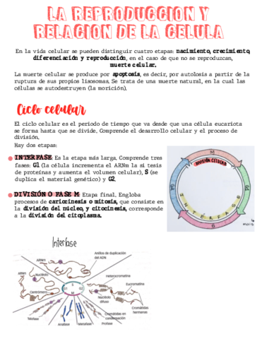 La-Reproduccion-.pdf