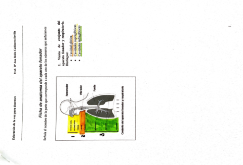 Ficha-anatomia-del-aparato-fonador.pdf