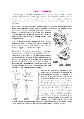 T2-La-sinapsis.pdf