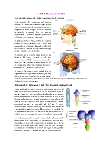 T3-Neuroanatomia.pdf