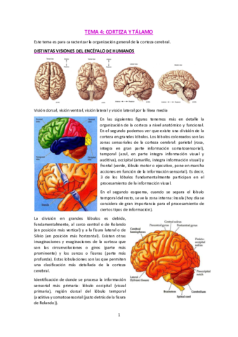T4-Corteza-y-Talamo.pdf
