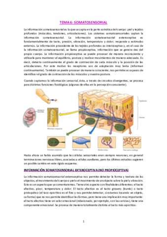 T6-Somatosensorial.pdf
