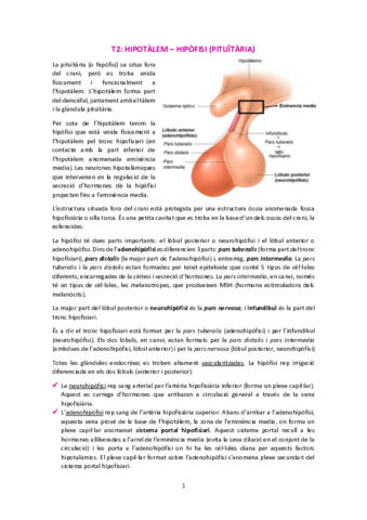 T2-Hipotalem-hipofisi-pituitaria.pdf