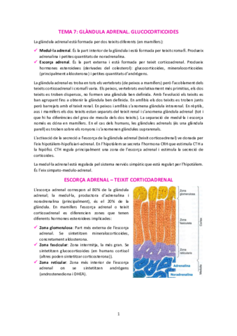 T7-Glandula-adrenalGlucocorticoides.pdf