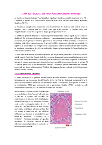 T10-TiroidesEix-H-H-T.pdf