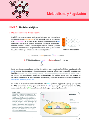 METABOLISMO-T5.pdf