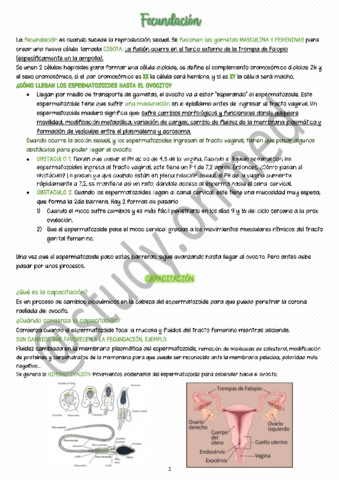 FECUNDACION-RESUMEN-study.pdf