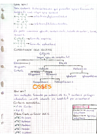 Els-Glucids.pdf