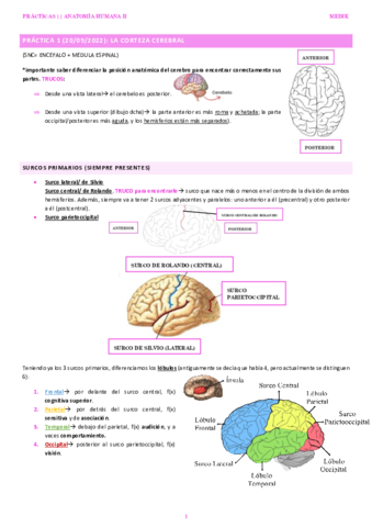 PRACTICA-1-ANATO II.pdf